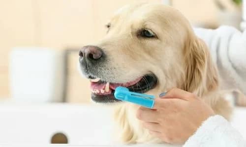 Како да започнете да ги четкате забите на вашето куче. Дентална нега за куче.