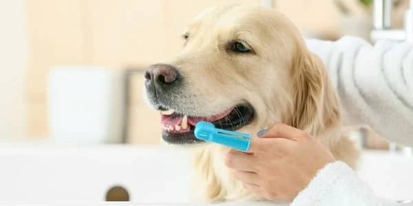 Како да започнете да ги четкате забите на вашето куче. Дентална нега за куче.