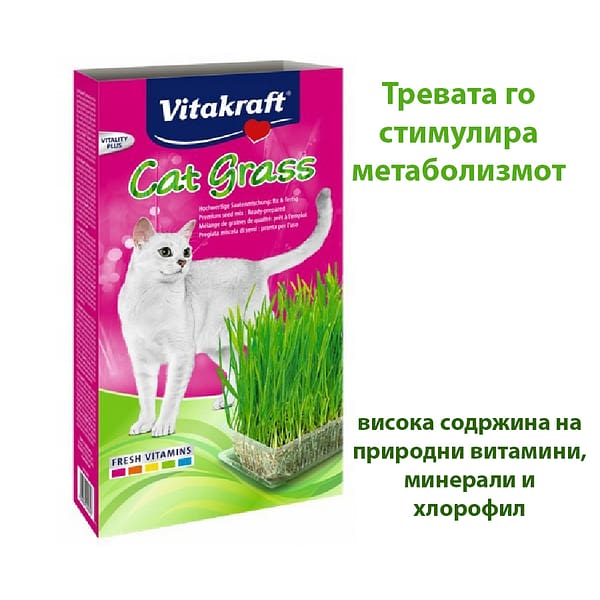 Трева за мачки. treva za macki. Grass for cats Skopje.